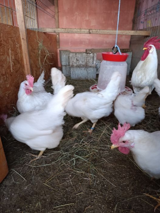 Ouă incubat leghorn alb