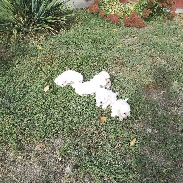 Vand bichoni bolonezi, 6 săptămâni,deparazitați și jucăuși