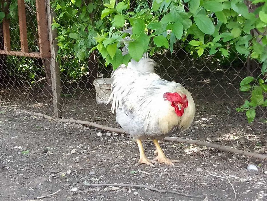 Крупный молодой петух (помесь), 2 года