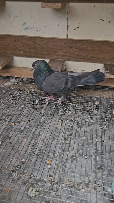 Голуби такла арап