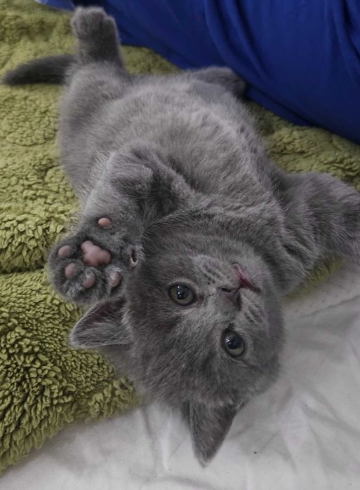 scottish fold Котята