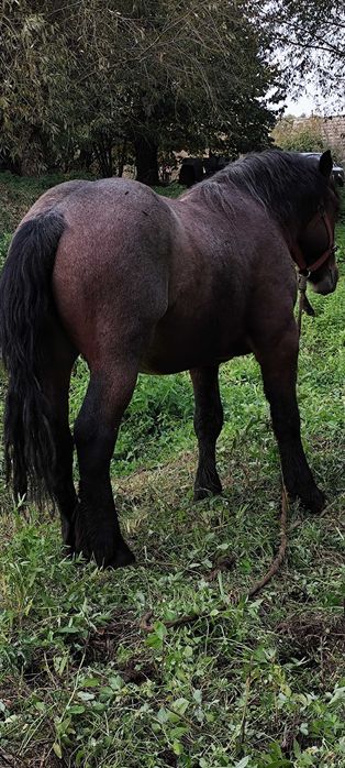 Urgent!! Vând armăsar