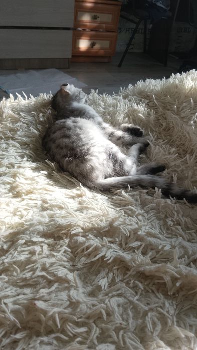 Продам котенка вислоухого (девочка)