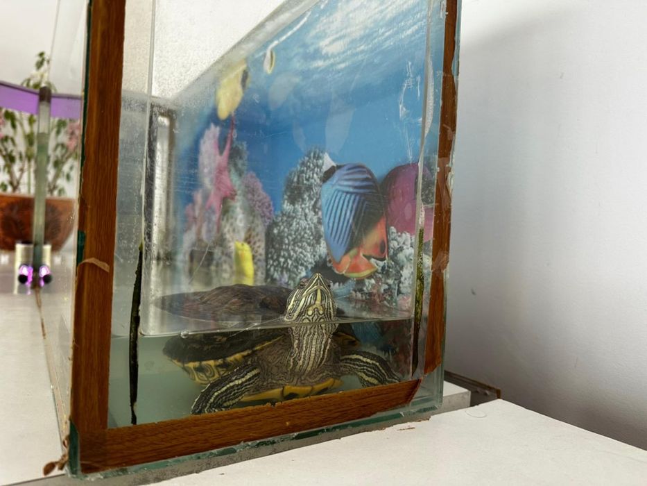 красноухая черепаха