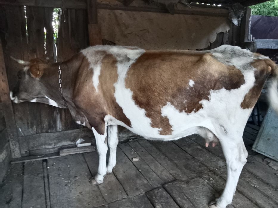 Продам молочную корову