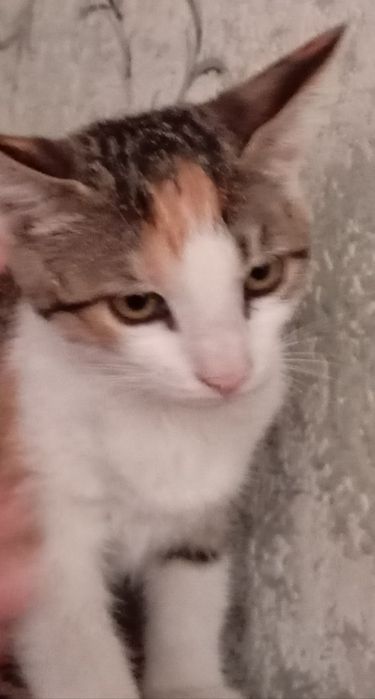 Отдам даром котят.