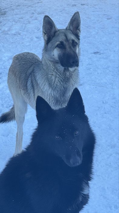 В самые добрые руки!