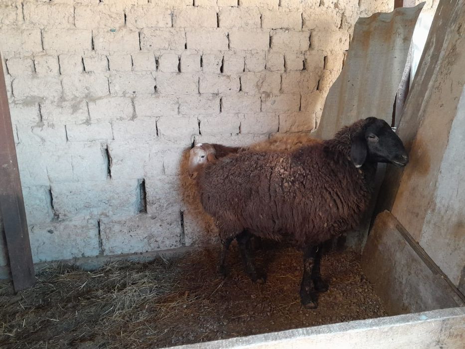 бордақы қойлар сатылады