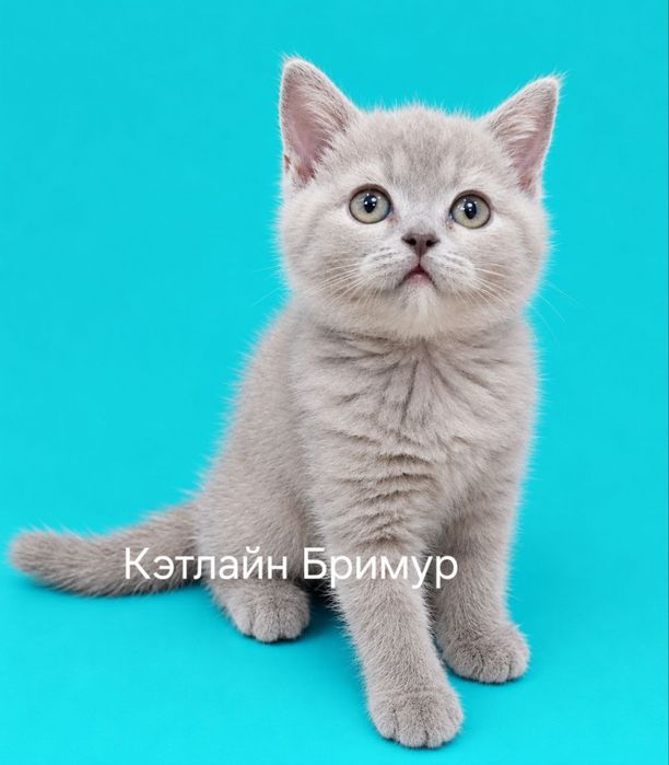 Британские котята! Питомник.