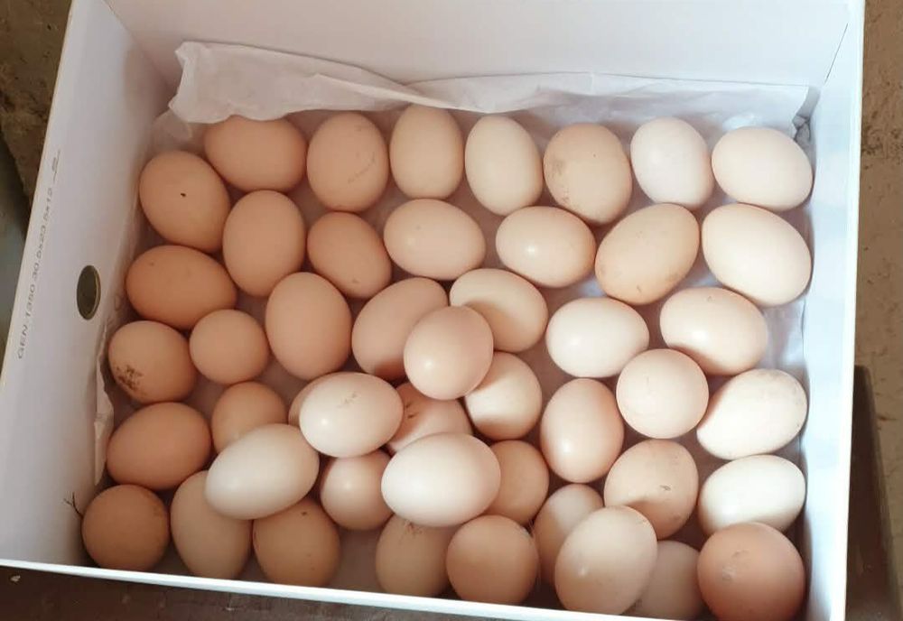 Oua găini americane