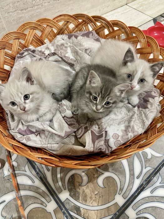 Продается котенок породистая