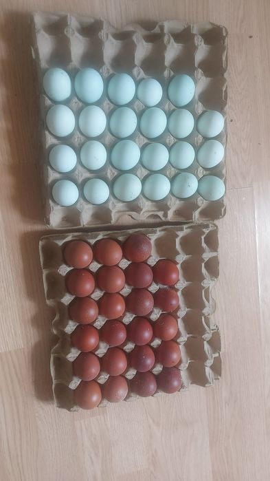 Инкубационное яйцо