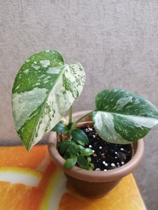 Продаю детку монстеры Тайское созвездие