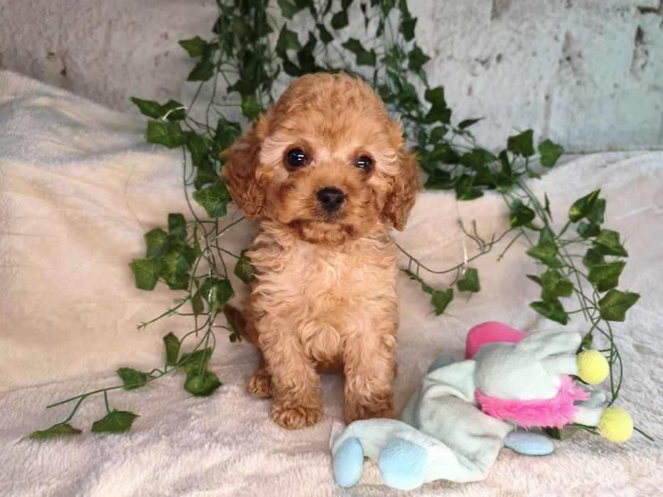 Vand fetita Cavapoo f1b