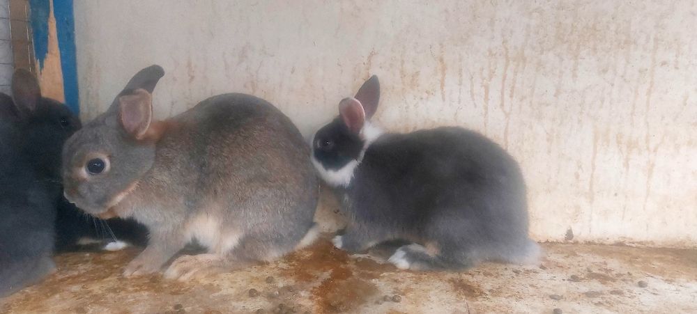 Кролик  Карлики продаётся