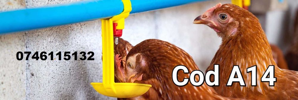 Gaini pasari rate pui fazani curci pauni-ADAPATORI Cu Tavita - A14