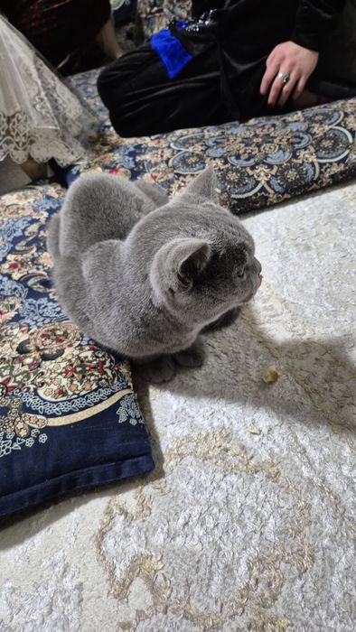 Кот два с половиной года