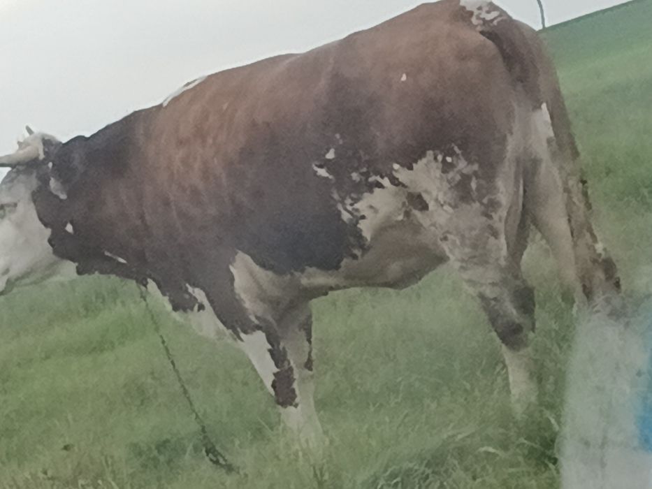 Vaca de vânzare  de trei ani