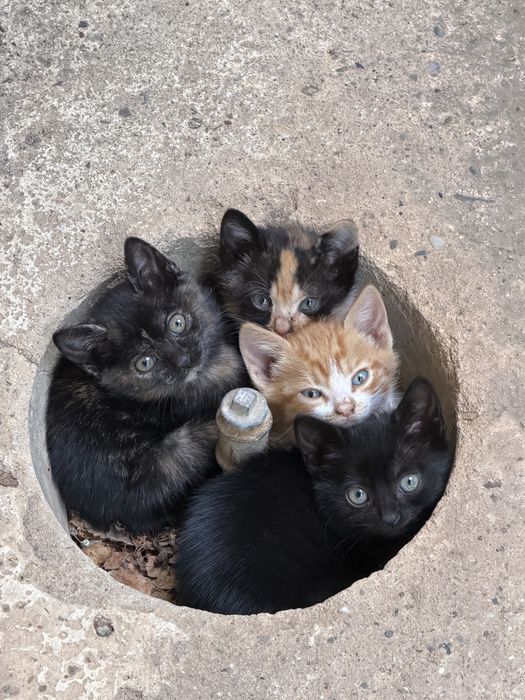 Подарявам котета