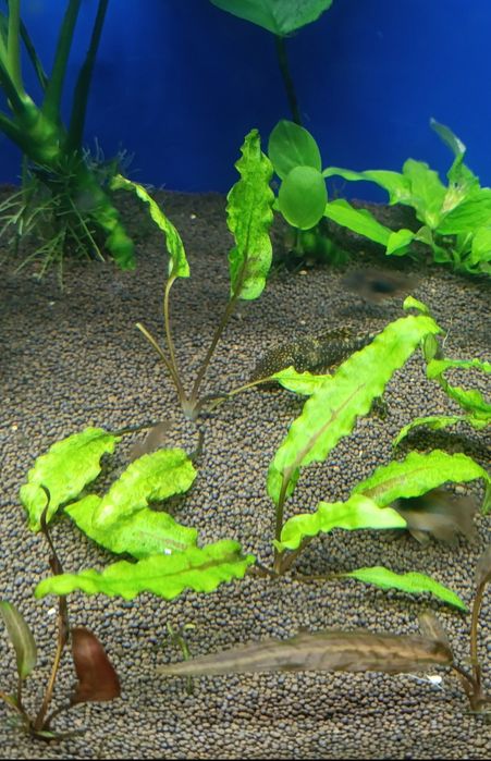 Аквариумные растения