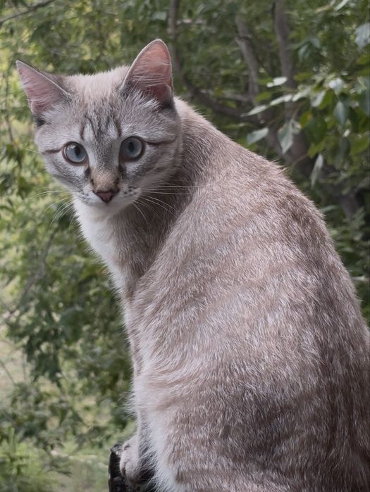 СРОЧНО..отдам кота. майкудук , караганда