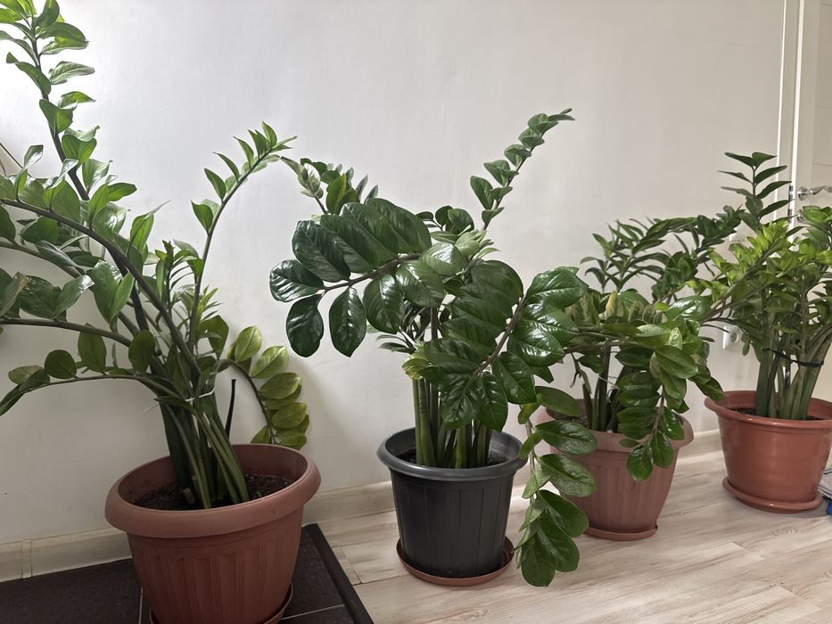 Цветы, комнатные растения, для офиса. Замиокулькас (долларовое дерево)