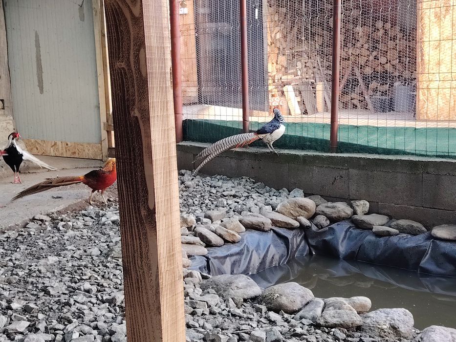 Vind Rate indiene pereche un gîscan de nil o femelă peposaca o pereche