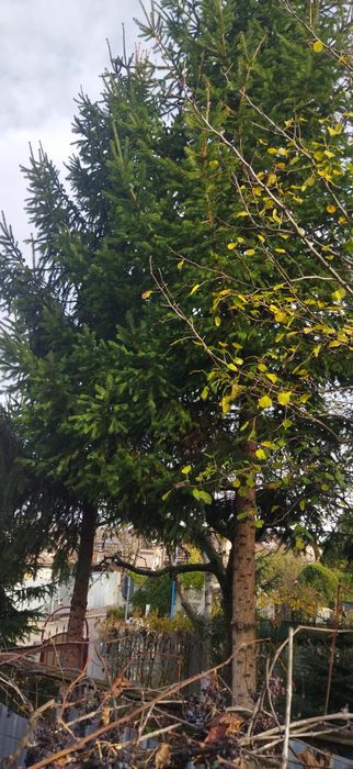 Brad pentru împodobit pentru o  companiei