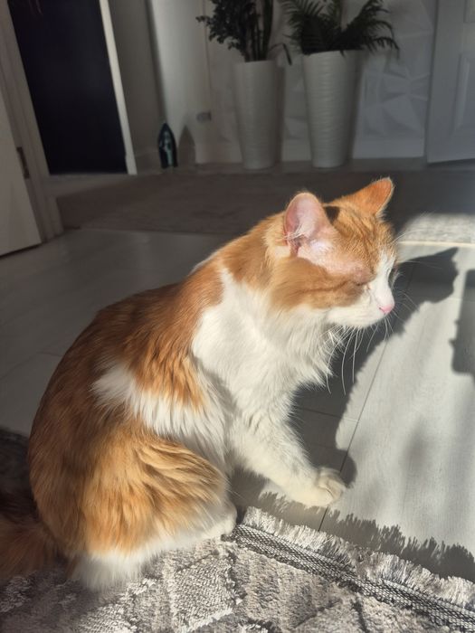 Отдам в добрые руки кота