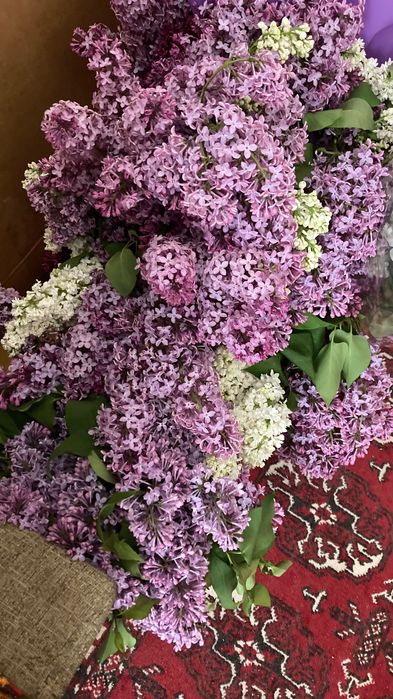 Сирень ветка 300 тг