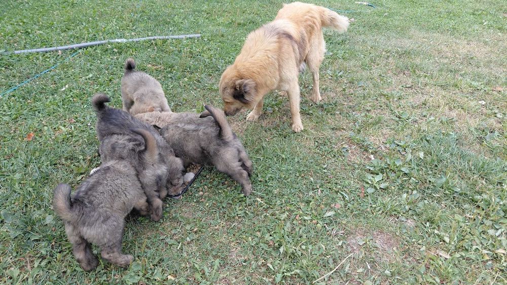 Se ofera gratuit spre adoptie caini (5 masculi si o femela)