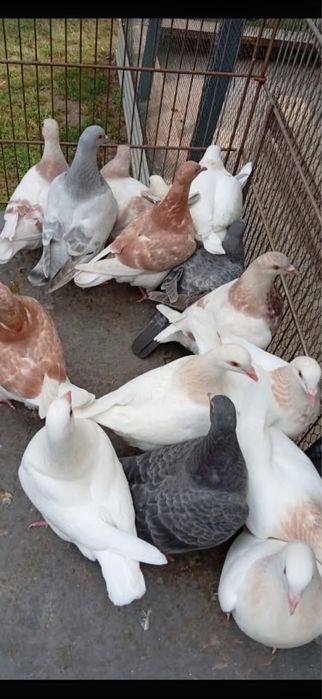 Porumbei texani maturi si tineret 60 ron bucata