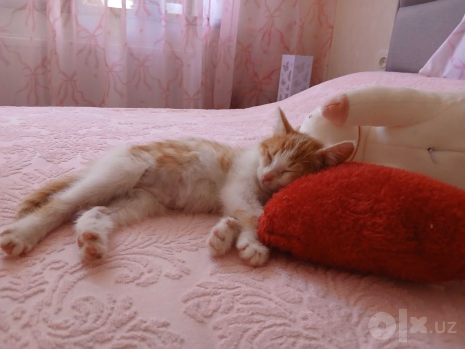 Отдам котёнка( бесплатно)
