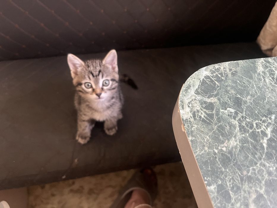 котенок в добрые руки