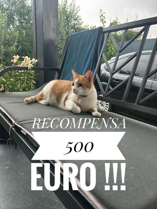 Pisica zona sancrai (fosta piata de animale)strada muresului