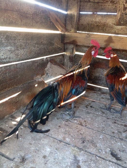 Găini și cocos phoenix