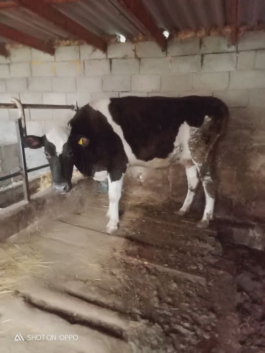 Продам молочную  корову