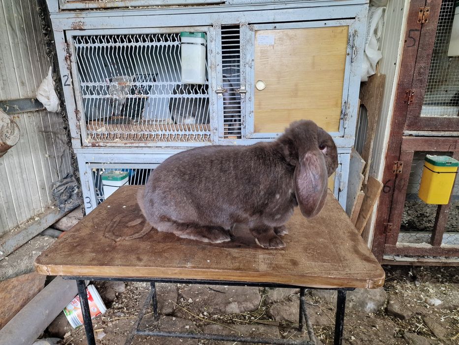 Iepuri berbec german