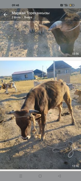 Продается теленок и бычок