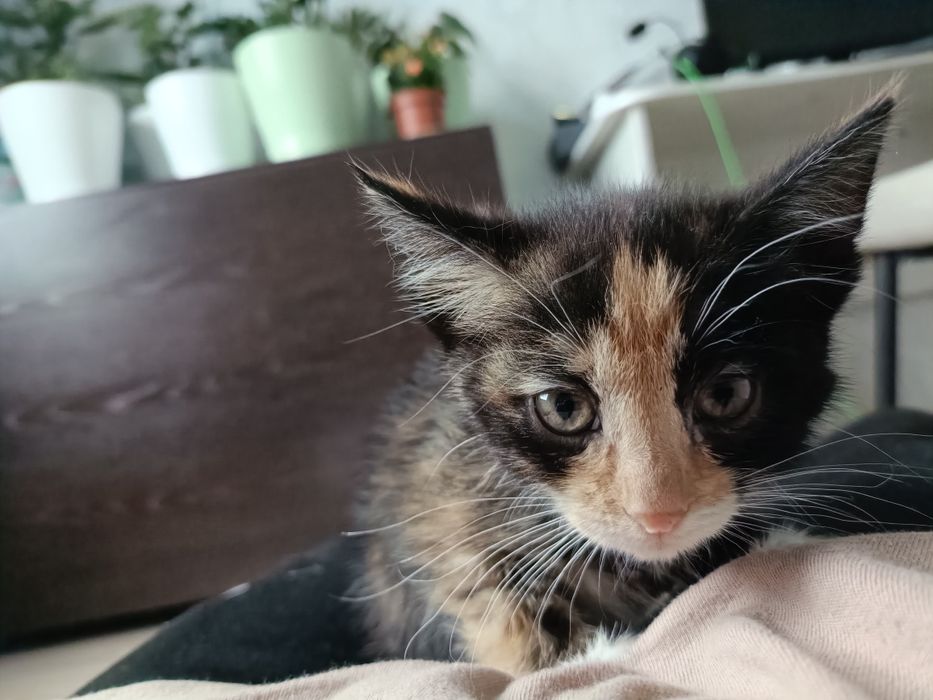 Отдам маленького котенка 1 месец девочка