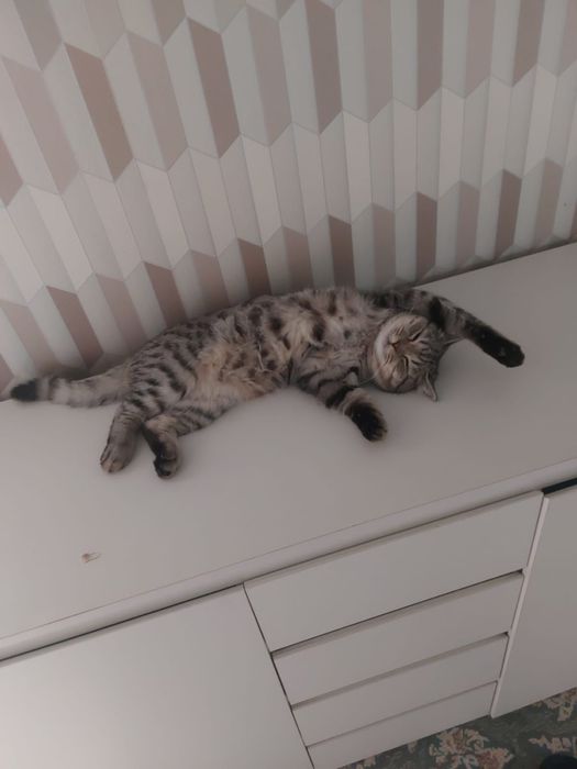 Продается кот.