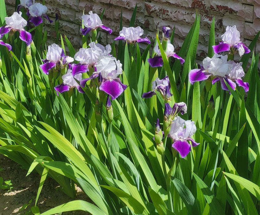Ирисы многолетние