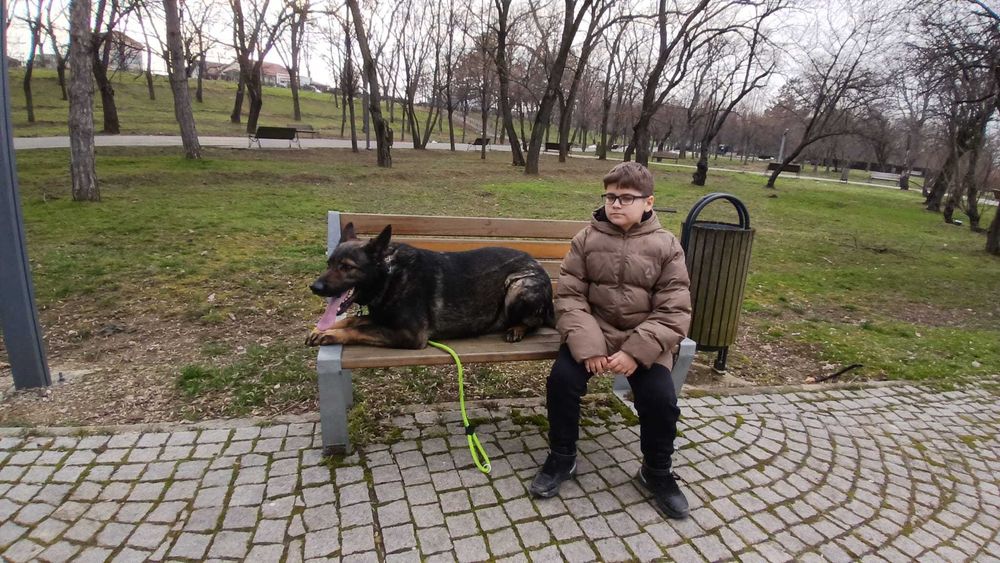 Dog walking Pet sitter Dresaj canin
