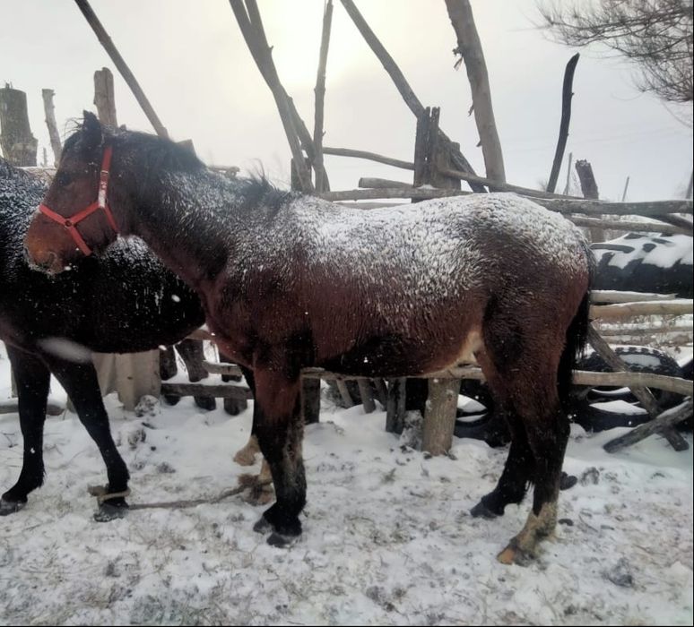 Продается жеребчик