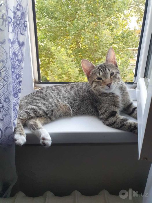 котенок в добрые руки