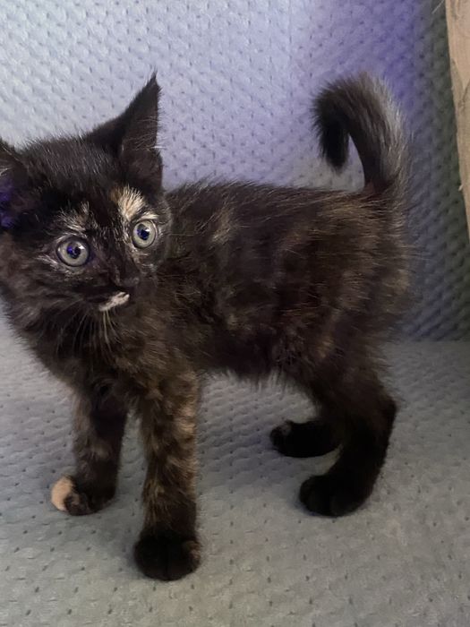 Котенок девочка в добрые руки