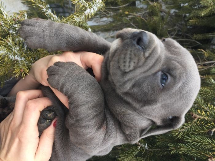 щенки американский булли