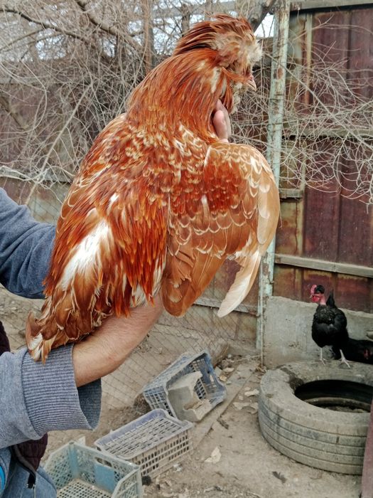 Продам петух Карликовый Падуан