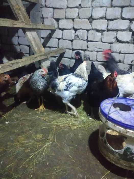 Продам петушков продам