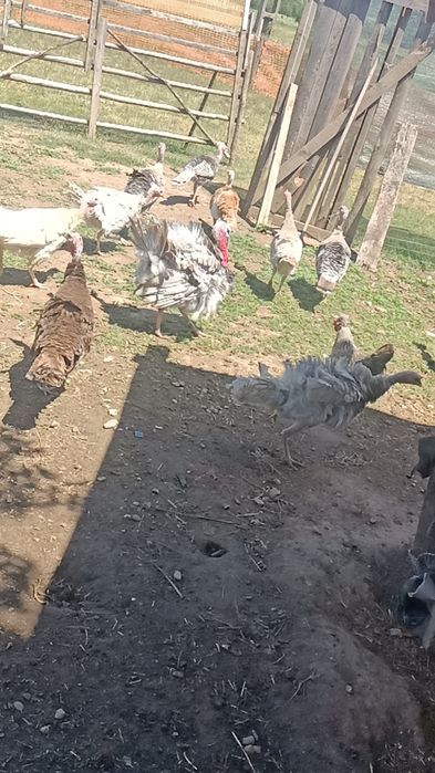 curci țărănești de anul trecut